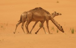 Dubai Desert Wildlife