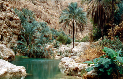 Oman Oasis